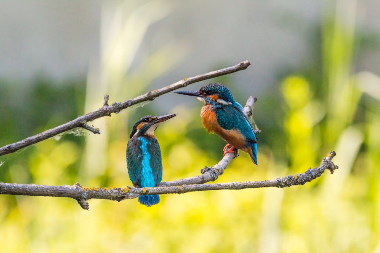 Birds suffer from noise pollution