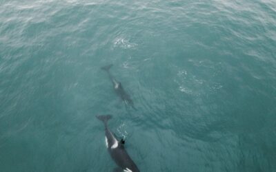 Seas too loud for orcas