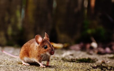 Of mice and men: hearing loss secrets hidden in mouse DNA?