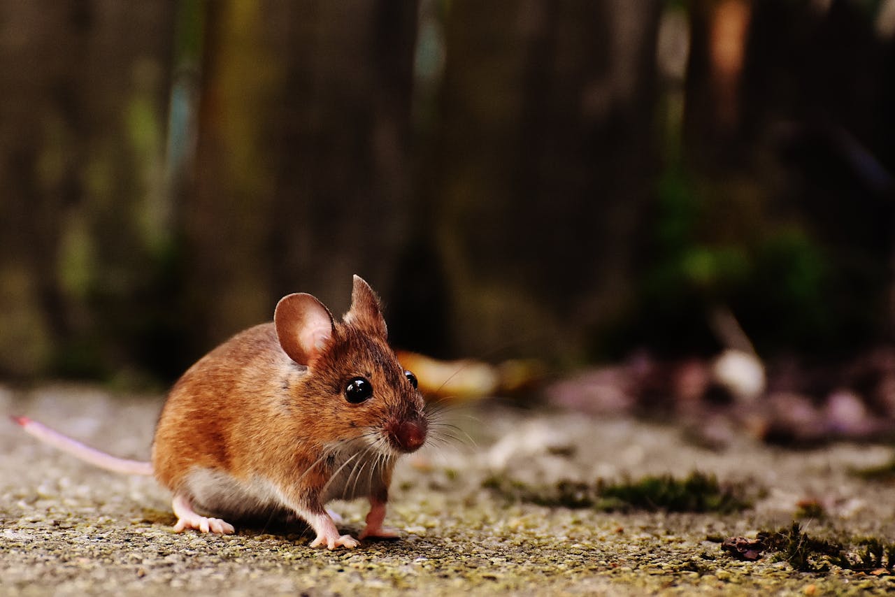 Of mice and men: hearing loss secrets hidden in mouse DNA?