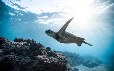 Canada’s ocean noise plan falls short of expectations