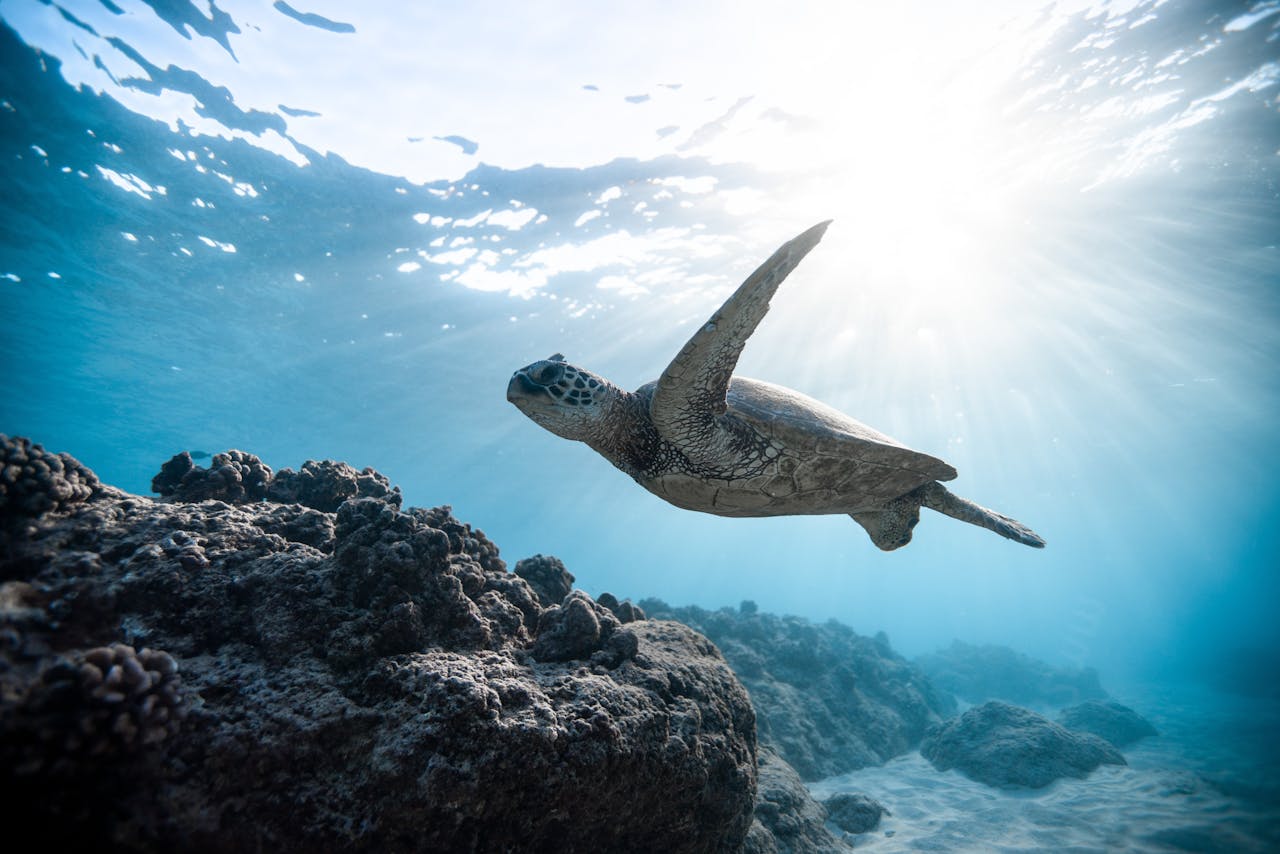Canada’s ocean noise plan falls short of expectations