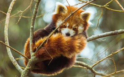 Baby red panda dies of noise stress