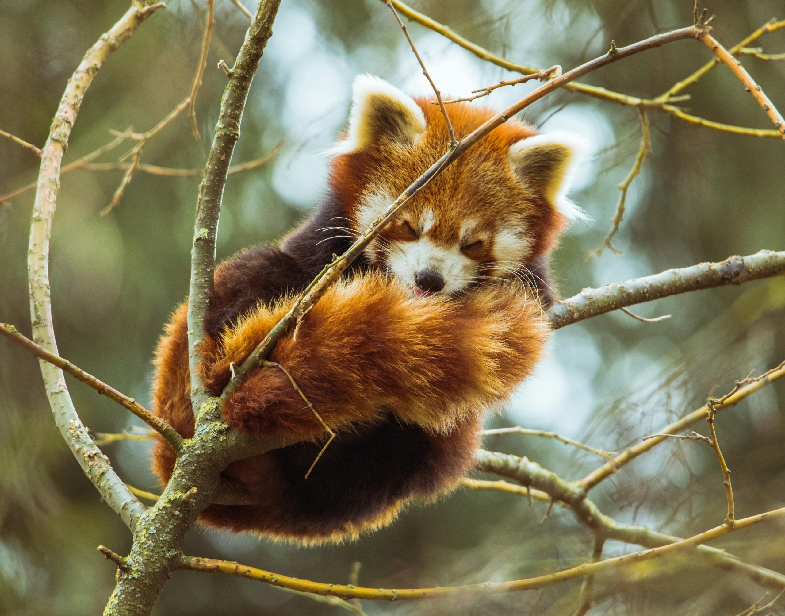 Baby red panda dies of noise stress