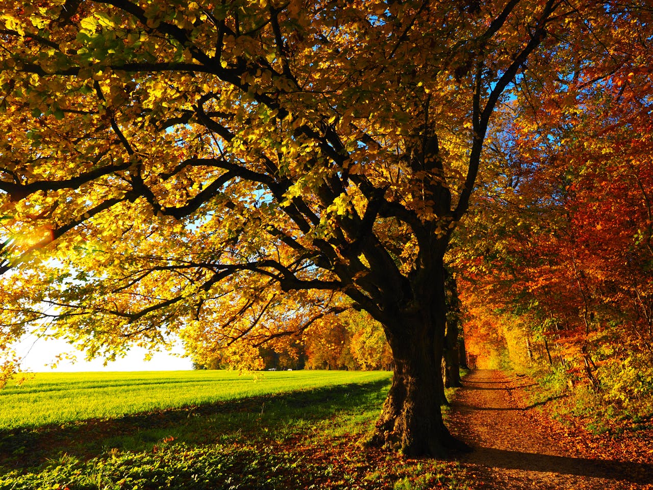 Have a peaceful Thanksgiving