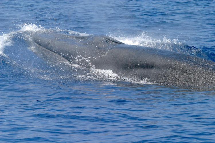 Noise pollution threatens endangered whales