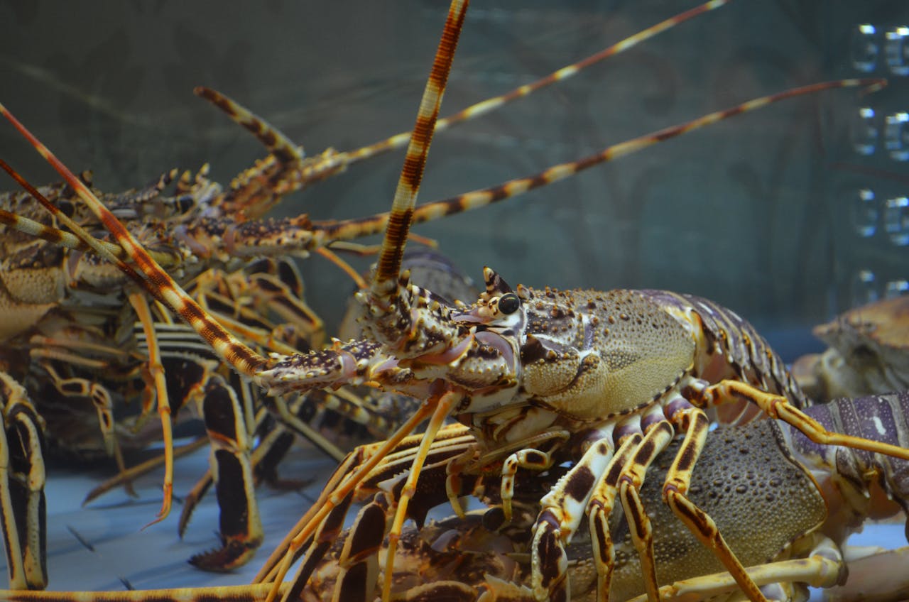 Offshore wind farm construction makes lobsters’ hearts skip a beat