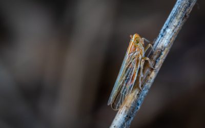 Noisy cicadas are coming